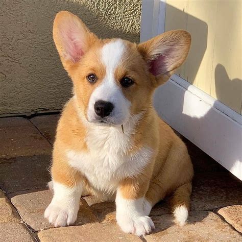 corgi price philippines 2024